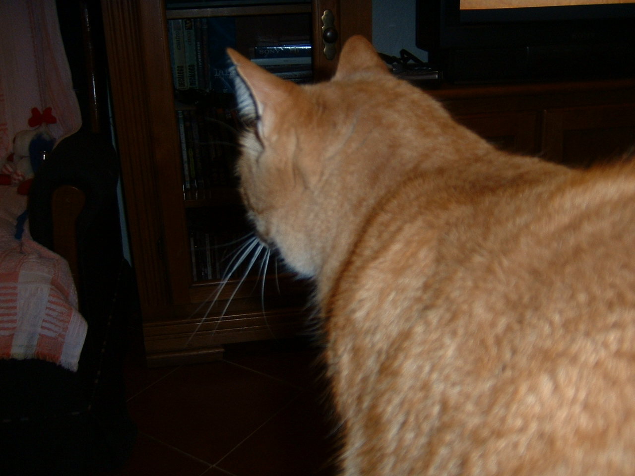 DSCF0004.JPG