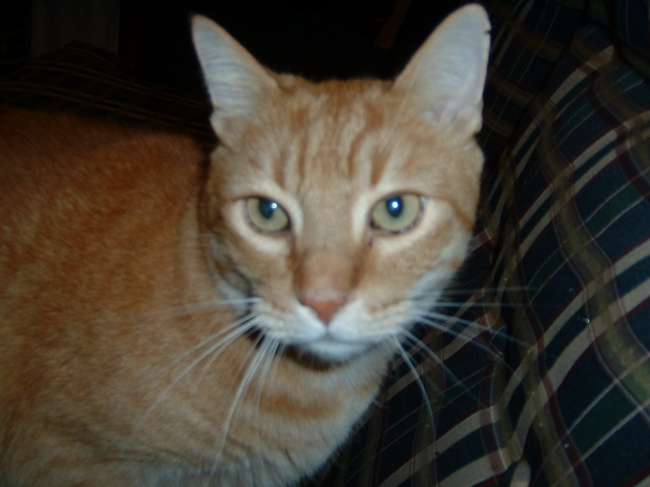 dscf0001.jpg